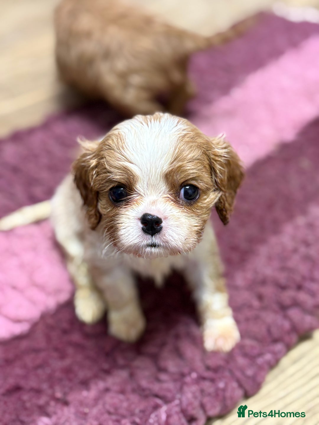 Cavalier King Charles Spaniel dogs for sale: Specialist Health Tested Cavalier King Charles  - Advert 26