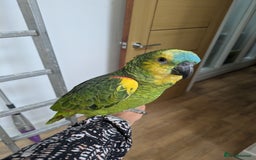 Parrots birds for sale: 2 girls 2 boys silly tamed blue fronted Amazons - Image 1