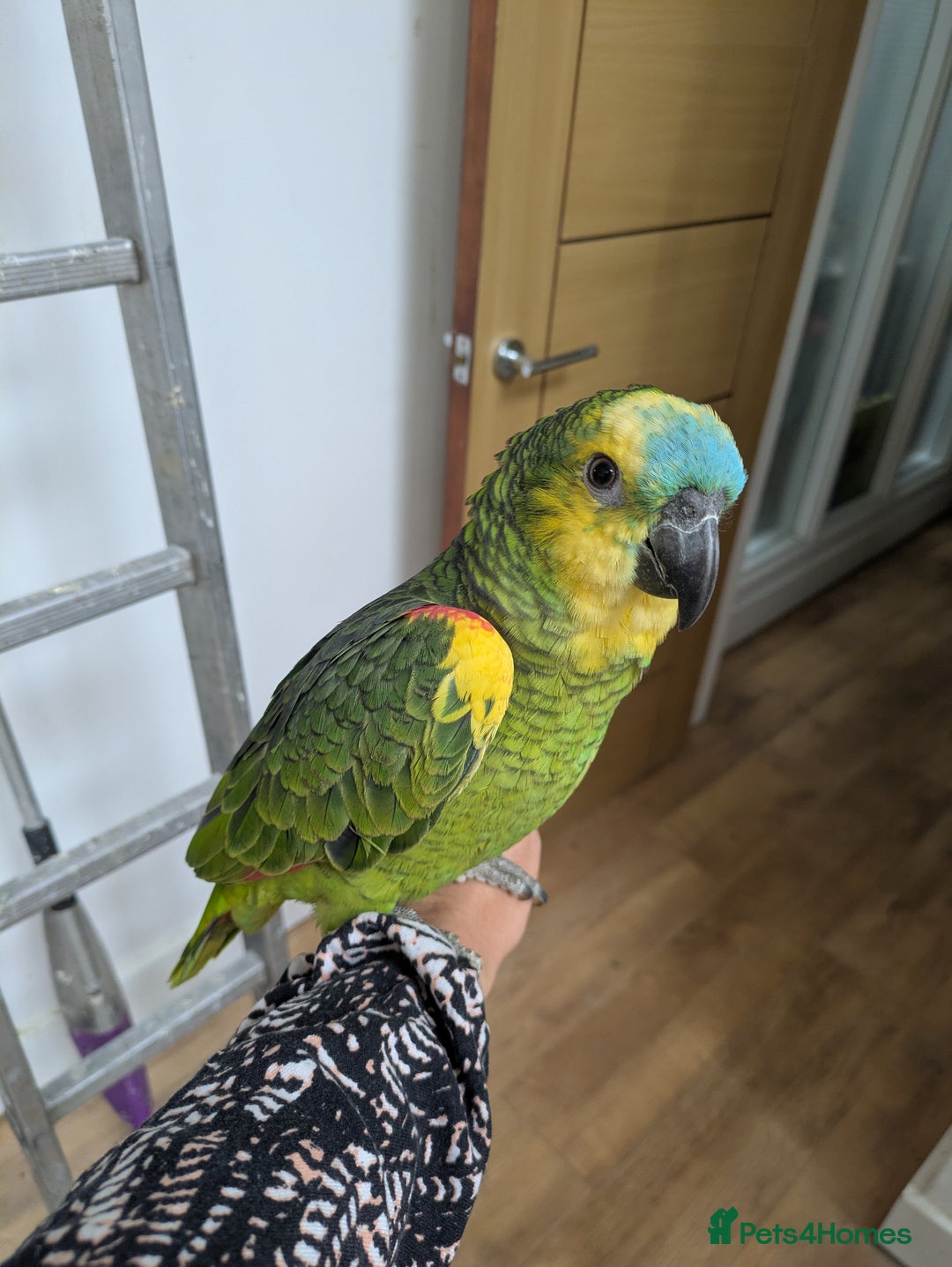Parrots birds for sale: 2 girls 2 boys silly tamed blue fronted Amazons - Image 1
