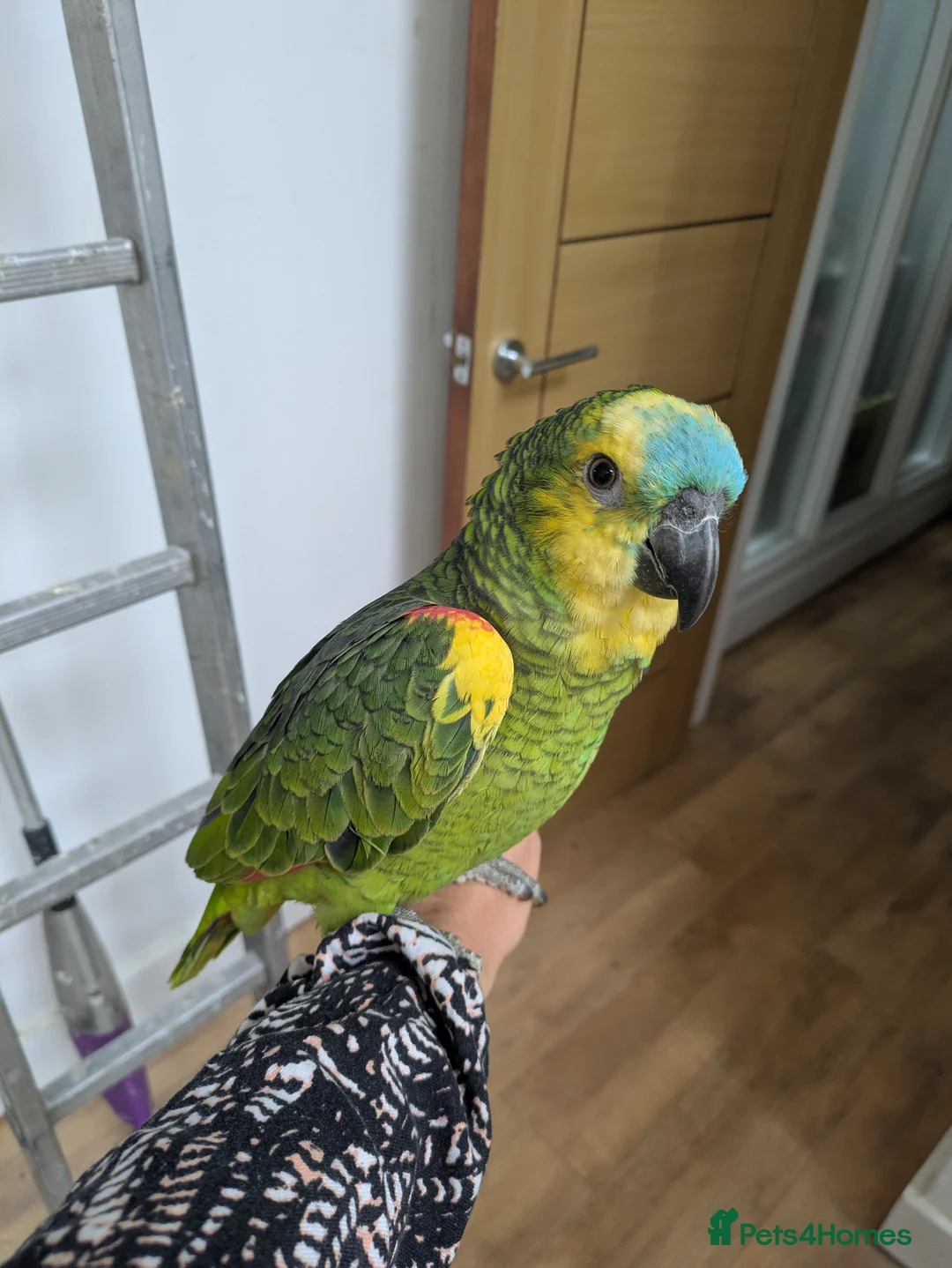 Parrots birds for sale: 2 girls 2 boys silly tamed blue fronted Amazons - Advert 1