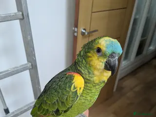 Parrots birds 2 girls 2 boys silly tamed blue fronted Amazons - Advert 1