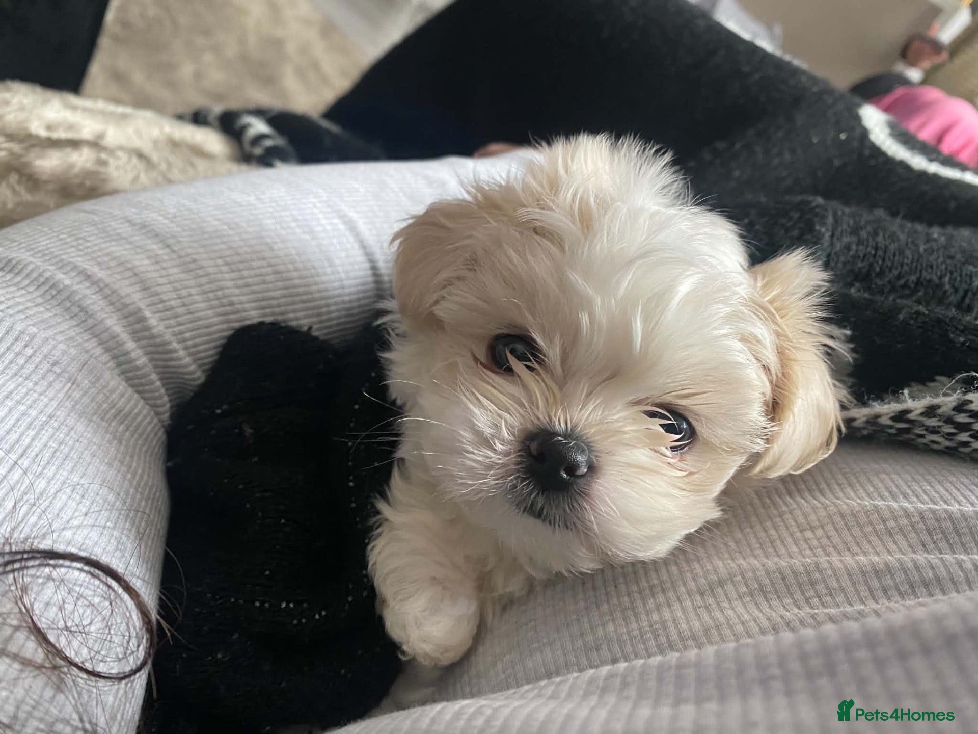Shih Tzu dogs Tiny, Adorable Shih Tzu x Maltese Boy! - Advert 14