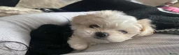 Shih Tzu dogs for sale: Tiny, Adorable Shih Tzu x Maltese Boy! in Leeds - Advert 1