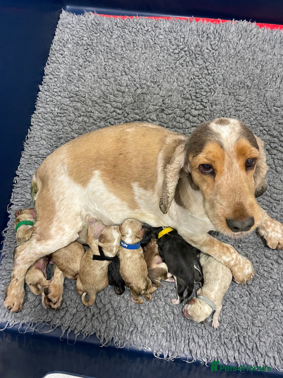 Cockapoo dogs for sale: 5 * BREEDERS, ELITE COCKAPOOS F1 PUPPIES - Advert 1