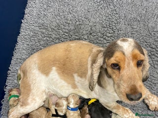 Cockapoo dogs 5 * BREEDERS, ELITE COCKAPOOS F1 PUPPIES - Advert 1