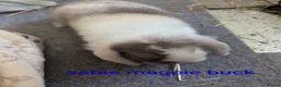 Mini Lop rabbits for sale: Pure bred minilops - Advert 20