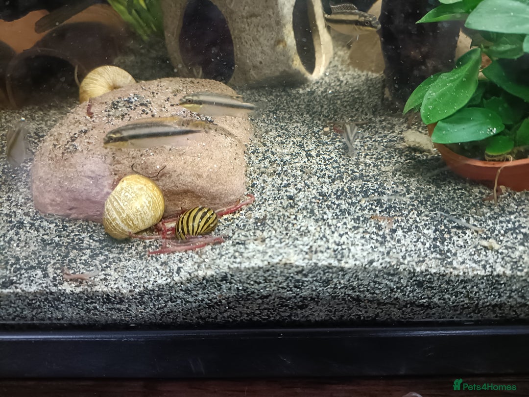 Cichlids fish for sale: Kribbines  - Image 5