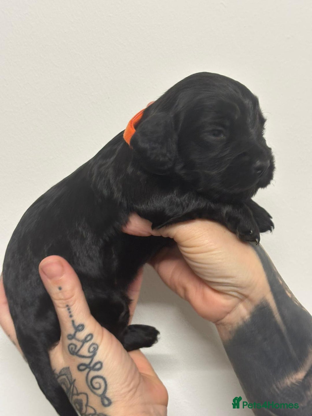 Cocker Spaniel dogs for sale: 4 Gorgeous working cocker spaniels  - Advert 8