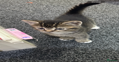 Mixed Breed cats - Advert 12