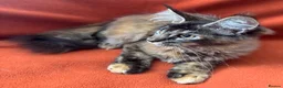 Maine Coon cats for sale: ONLY 2 LEFT GCCF PEDIGREE MAINECOON KITTENS - Advert 28