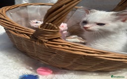 Ragdoll cats for sale: 💙🩷GCCF RAGDOLL KITTENS M&F 9WKS NEUT & SPAYED 🥇 - Image 30