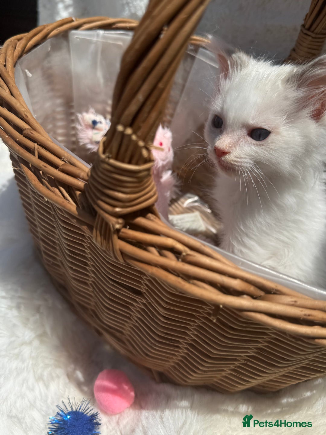 Ragdoll cats for sale: 💙🩷GCCF RAGDOLL KITTENS M&F 9WKS NEUT & SPAYED 🥇 - Image 30