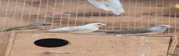 Mixed Breed birds for sale: Rosa Bourke, canaries, sliverbills & diamond doves - Advert 8