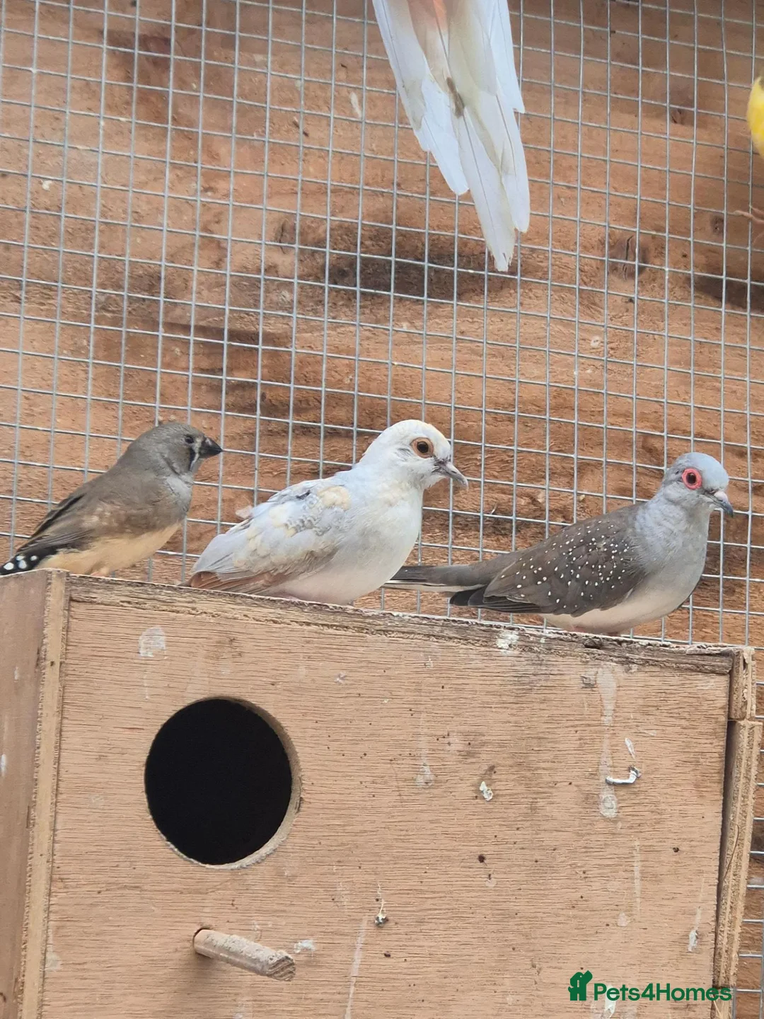 Mixed Breed birds for sale: Rosa Bourke, canaries, sliverbills & diamond doves - Advert 8