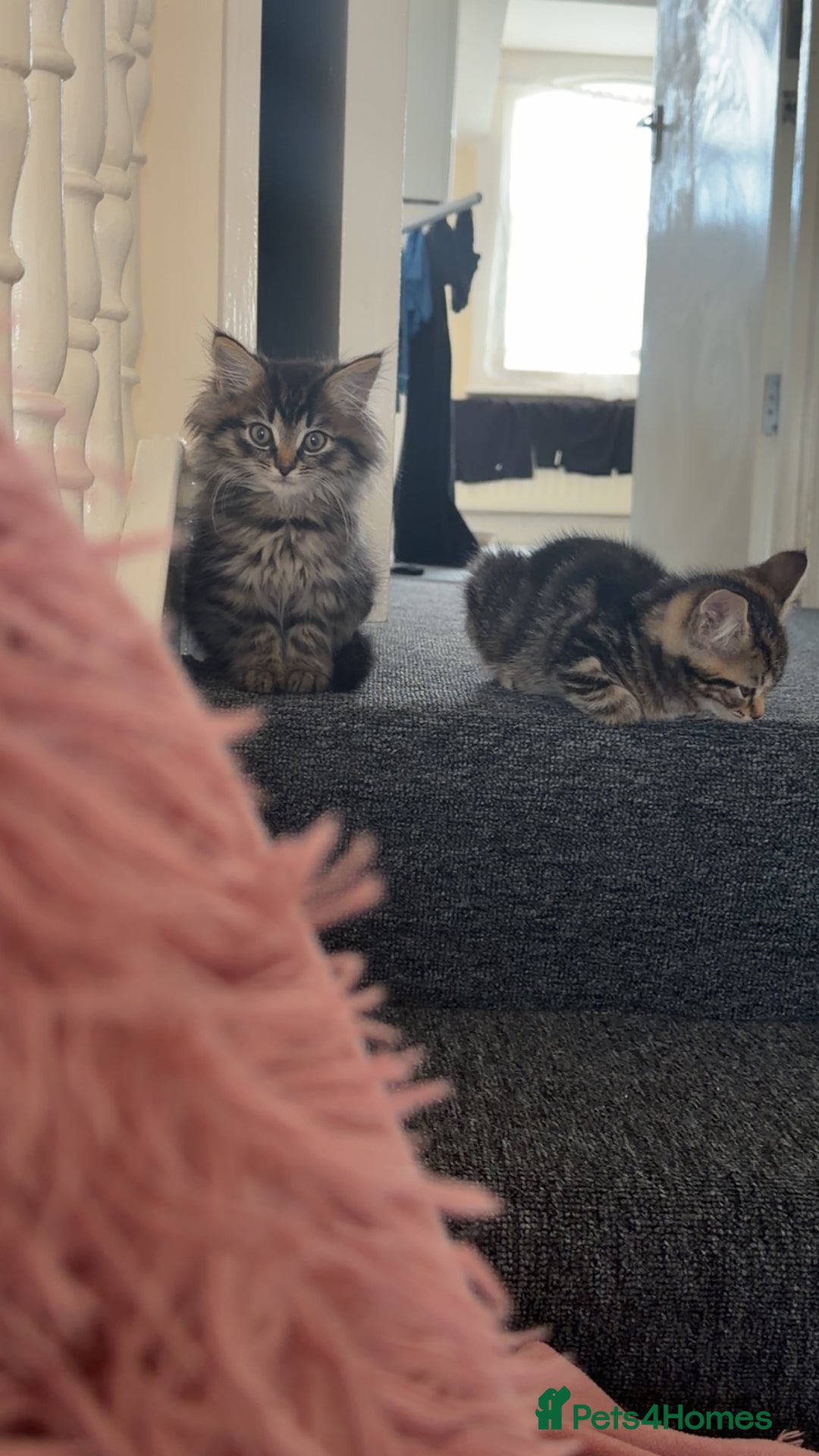 Mixed Breed cats for sale: Two gorgeous tabby sibling kittens  - Advert 8