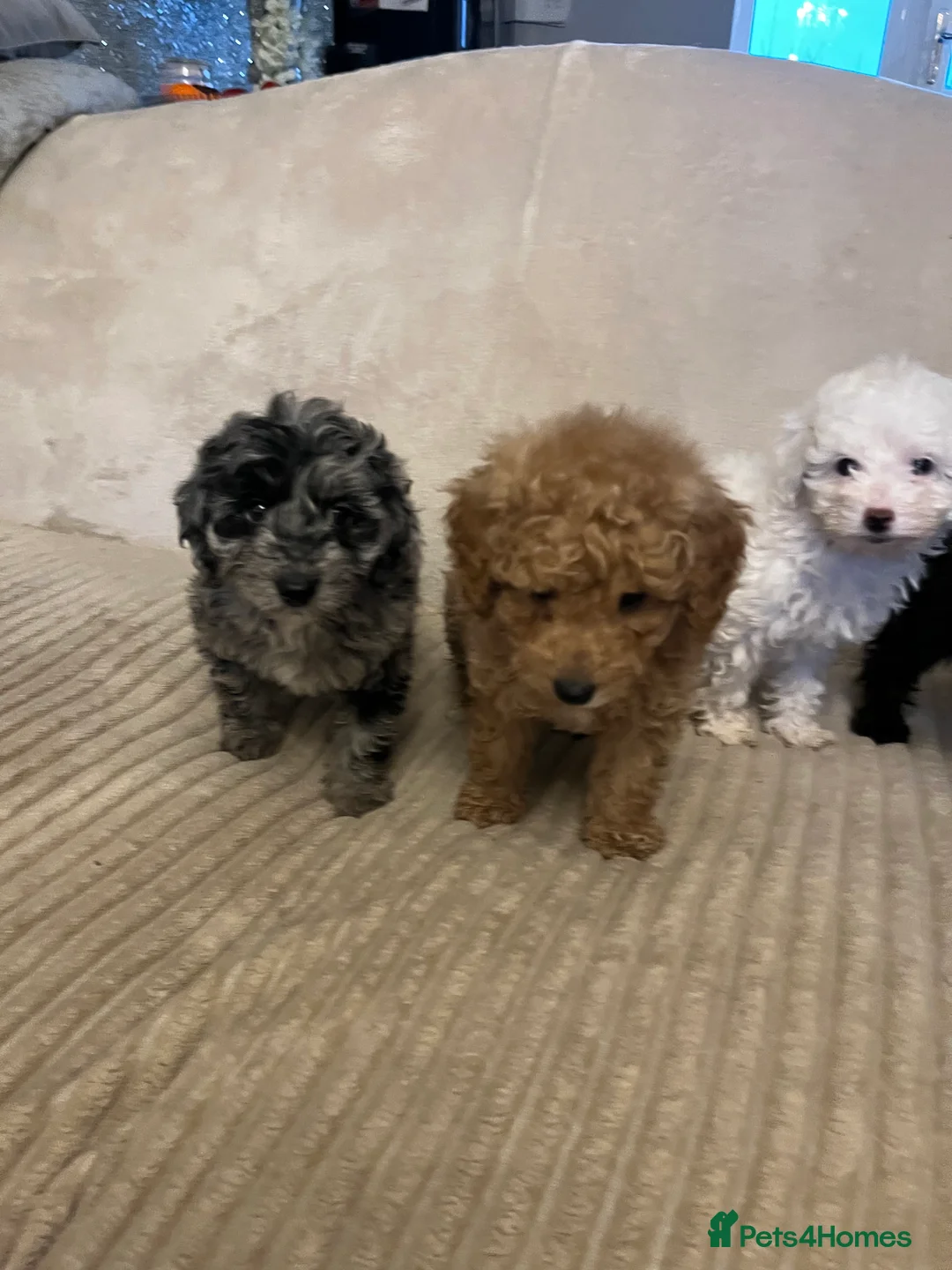 Cockapoo dogs for sale: Stunning f1b cockapoo puppys  - Advert 12