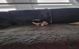 Chihuahua dogs for stud: Stud long haired white Chihuahua  in Coatbridge - Image 40