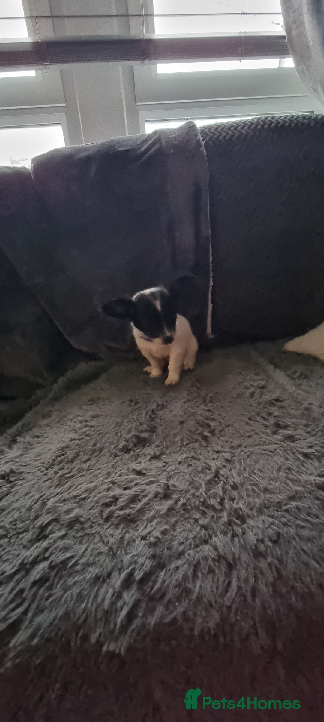 Chihuahua dogs for stud: Stud long haired white Chihuahua  in Coatbridge - Image 40