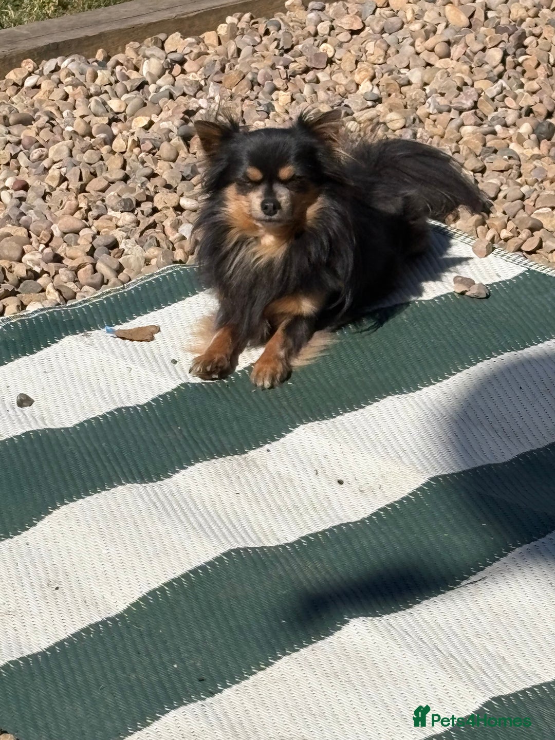 Chihuahua dogs for stud: Stunning Proven Stud - Advert 2