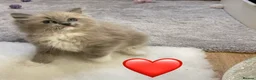 Ragdoll cats for sale: Beautiful Ragdolls  - Advert 10