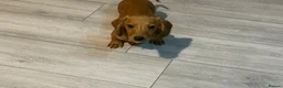 Miniature Dachshund dogs for sale: Miniature dachshunds - Advert 2