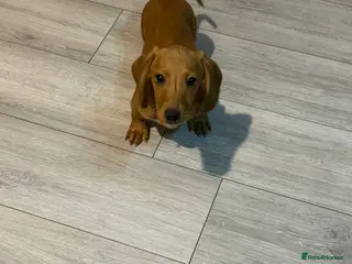 Miniature Dachshund dogs 5 month old miniature dachshund - Advert 3