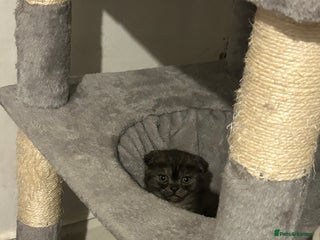 British Shorthair cats Gorgeous British Shorthair/Scottish Fold- last boy - Advert 7