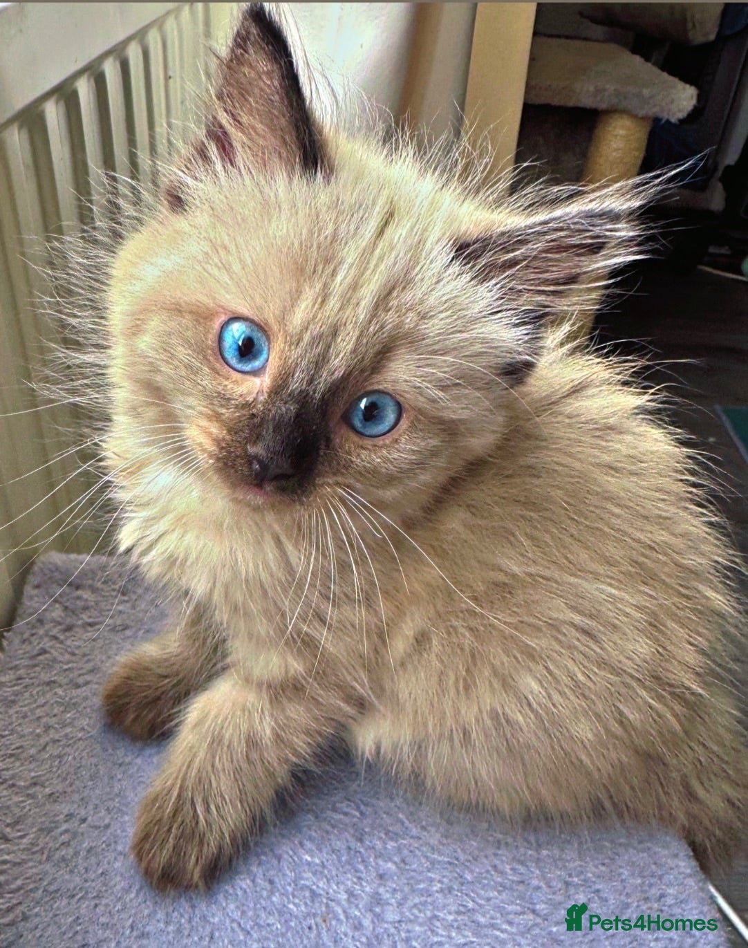 Ragdoll cats Eight-week-old Ragdoll kitten  - Advert 8