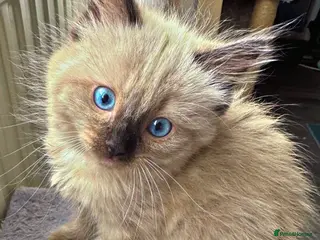 Ragdoll cats Eight-week-old Ragdoll kitten - Advert 8