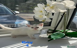 Mixed Breed cats for sale: White kittens looking for a forever loving family  - Image 7