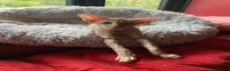 Oriental cats for sale: Cinnamon spotty - Advert 1