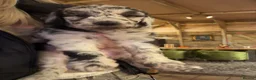 Sheepadoodle dogs for sale: Sheepadoodle Puppies Available  - Advert 22