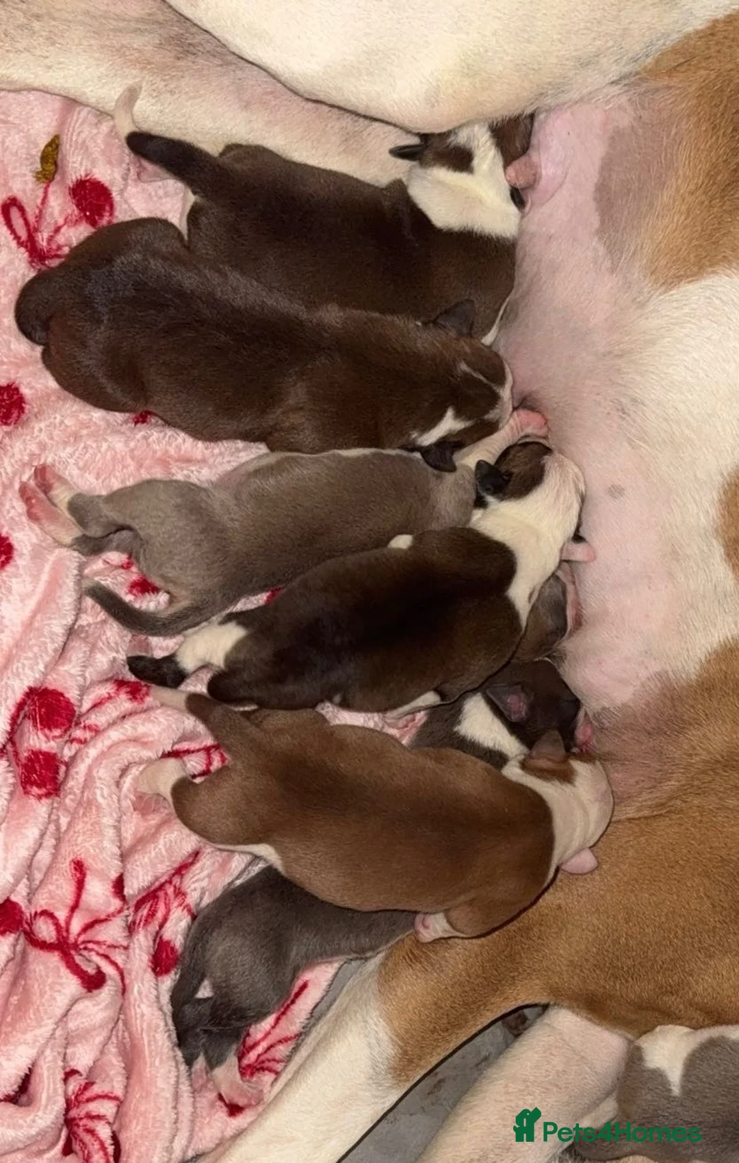 Mixed Breed dogs for sale: Old tyme English Bulldog X American Bulldog in Newcastle upon Tyne - Advert 2
