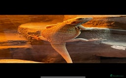 Bearded Dragon reptiles for sale: Alan - Male bearded dragon  - Advert 2