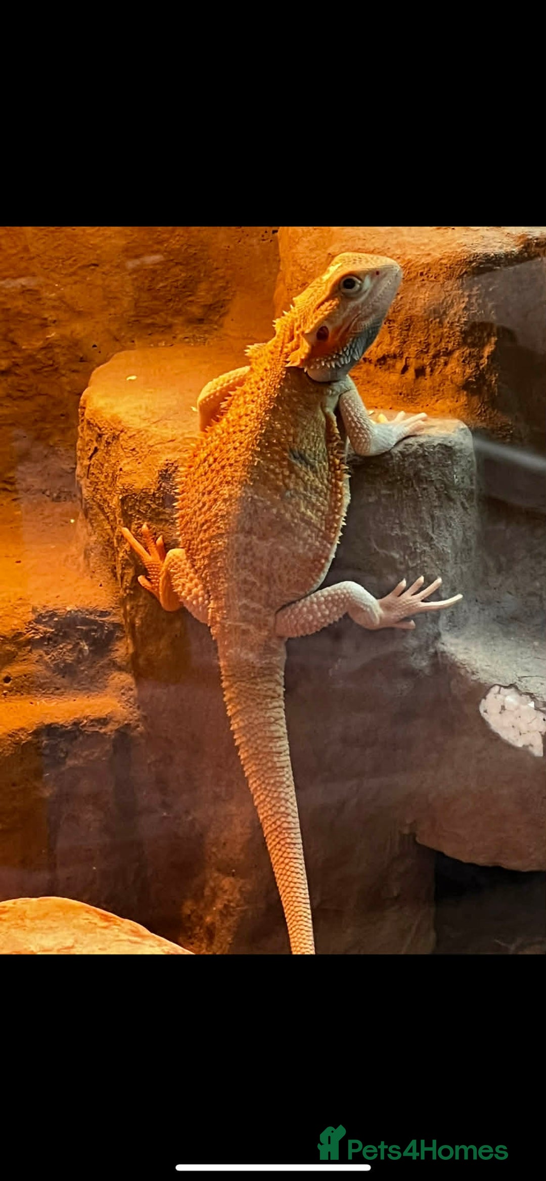 Bearded Dragon reptiles for sale: Alan - Male bearded dragon  - Advert 2