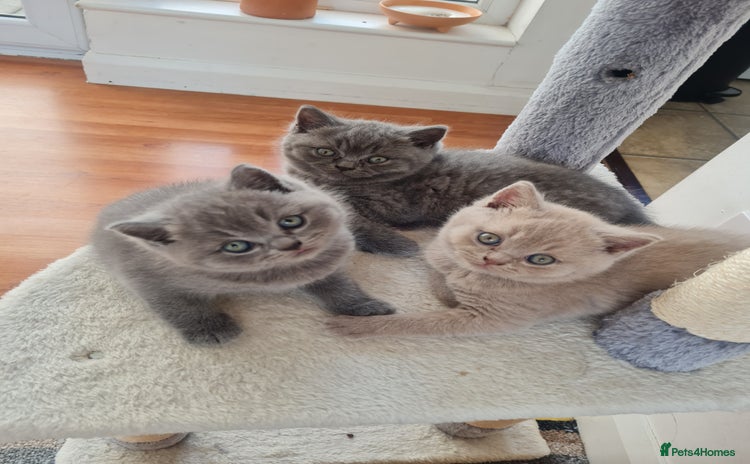 British Shorthair cats - Advert 7