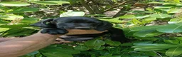 Pointer dogs for sale: HPR Puppies - Friendly ready Soon - Advert 17