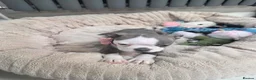 Boston Terrier dogs for sale: Health-Tested KC Registered Boston Terrier Puppies - Advert 16