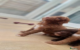 Cockapoo dogs for sale: ** BEAUTIFUL LITTER OF COCKAPOOS ** - Image 2