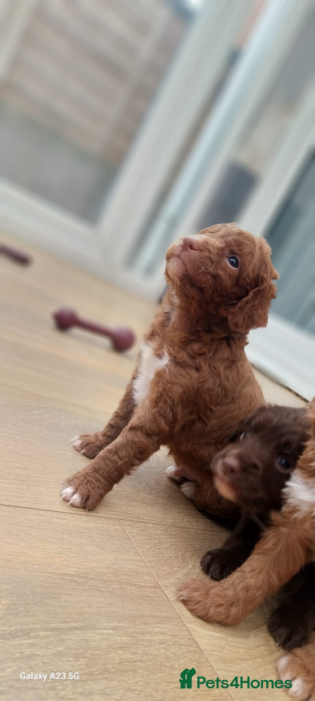 Cockapoo dogs for sale: ** BEAUTIFUL LITTER OF COCKAPOOS ** - Image 2