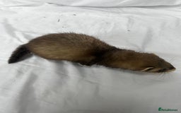 Ferret rodents for sale: Baby Ferrets - Image 26