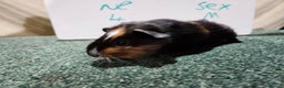 Guinea Pig rodents for sale: Guinea pigs for sale - Advert 8