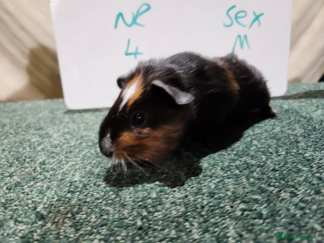 Guinea Pig rodents for sale: Guinea pigs for sale - Advert 8