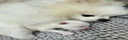 Pomeranian dogs for sale: *Stunning KC pure white boy from KC parents* - Advert 2