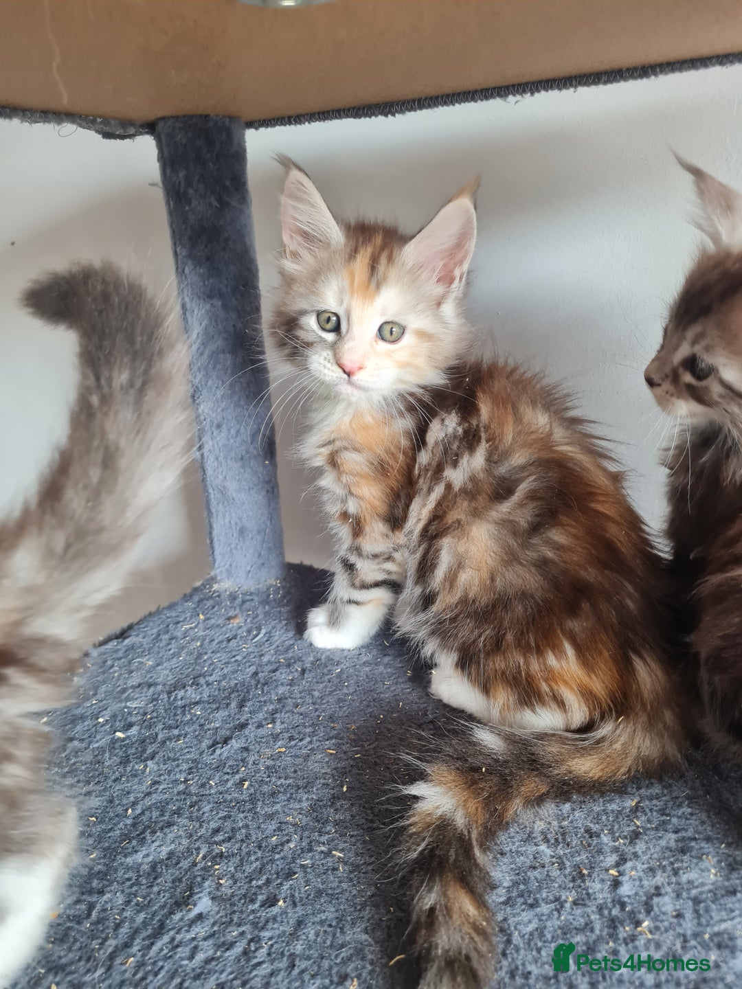 Maine Coon cats for sale: Stunning pedigree Mainecoon Kittens  - Image 12