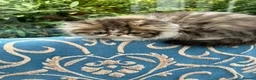 Persian cats for sale: Cute GCCF registered Persian Kitten - Advert 3