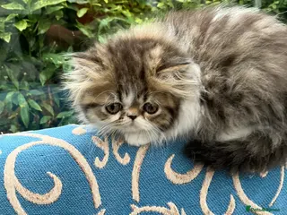 Persian cats Cute GCCF registered Persian Kitten - Advert 14