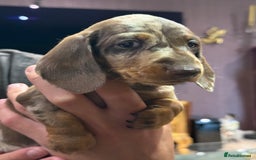 Miniature Dachshund dogs for sale: Three superb girls available NOW - Image 9