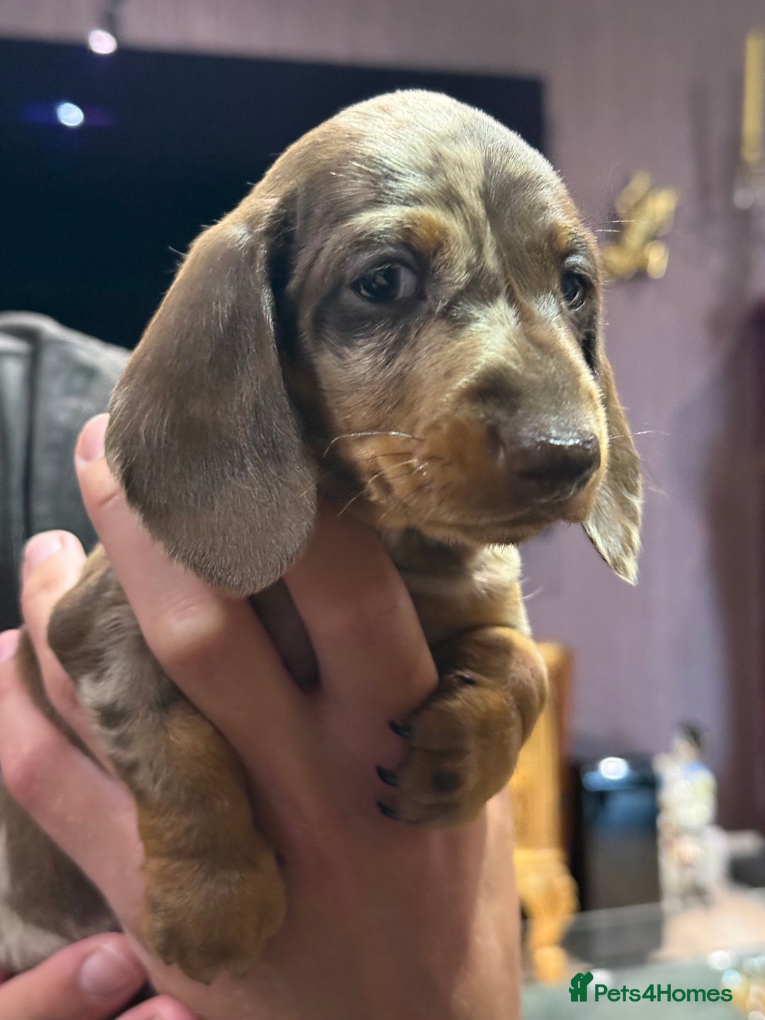Miniature Dachshund dogs for sale: Three superb girls available NOW - Image 9