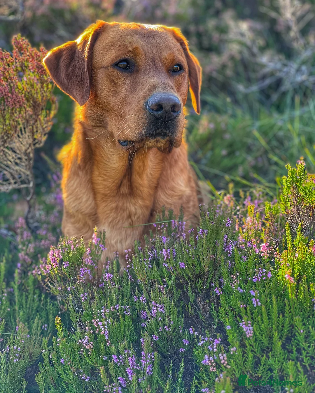 Labrador Retriever dogs for stud: Dark fox red KC working Labrador Stud in Inverness - Advert 6